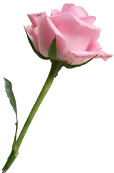 注文住宅をローコストにプレゼントする、という本ホームページの主旨から採用した、一輪のバラの画像